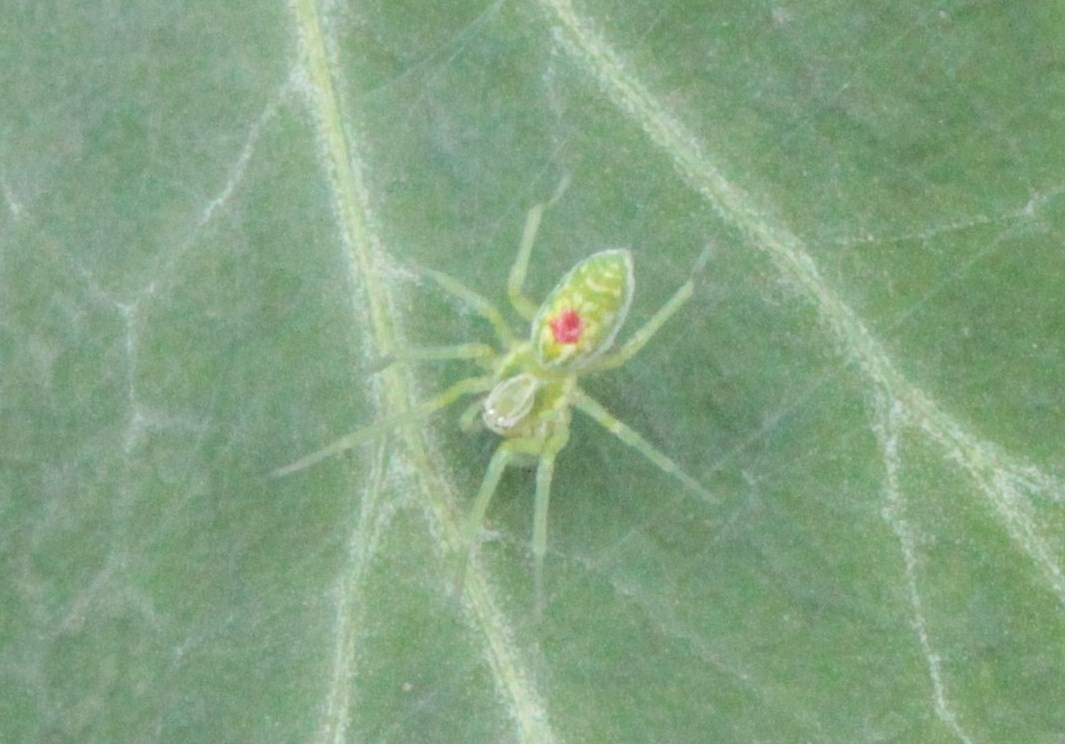 Nigma sp.
